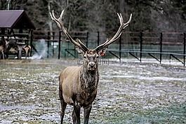 białowieża,哈特,角