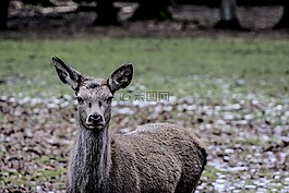 białowieża,美国能源部,一只雌鹿