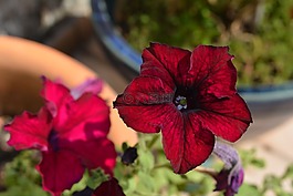 花,矮牽牛,紅色