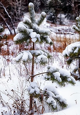 雪,松,寂寞