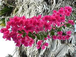 九重葛,花,粉紅色