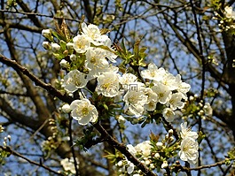 蘋果樹,花,蘋果