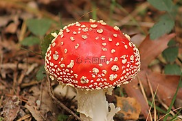 紅色,蘑菇,植物群