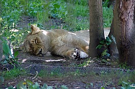 獅子,性質(zhì),動(dòng)物園