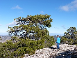 松,模仿風,巖