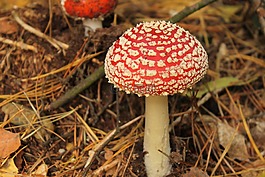紅色,蘑菇,花