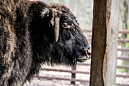 białowieża,zubron,示范储备