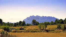 農(nóng)田,小麥,農(nóng)業(yè)