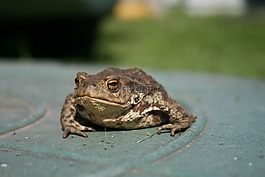 蟾蜍,兩棲動物,青蛙