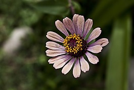 花卉,黛西,鮮花