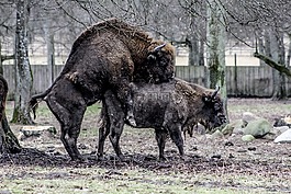 białowieża,野牛,示范储备