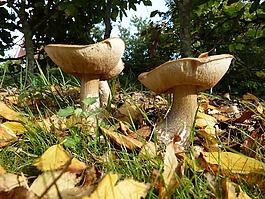 蘑菇,秋季,性質(zhì)