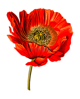 藥物,花的,花