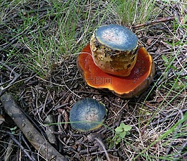 或 pilt,片稈 女巫乳牛肝菌,schusterpilz