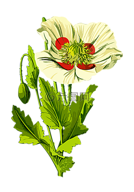 藥物,花的,花