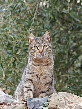猫,housecat,跟踪