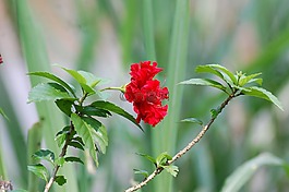 花,相机,红色