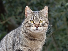 貓,housecat,跟蹤