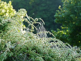 蛛网,juniper,上午