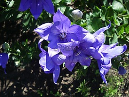 藍(lán)色,夏季,性質(zhì)