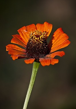 花卉,花粉,葉子