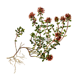 爬行,常綠,花的