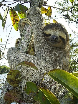 俾格米人懶惰,樹懶,bradypus pygmaeus