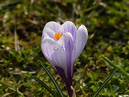 藏红花,黄色,紫