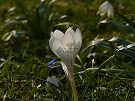 藏紅花,白,盛開(kāi)