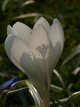 藏紅花,白,盛開(kāi)