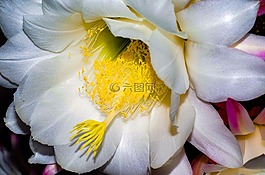 花,仙人掌,盛開