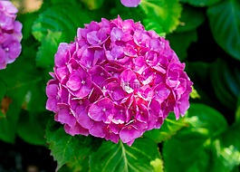 花,盛开,富