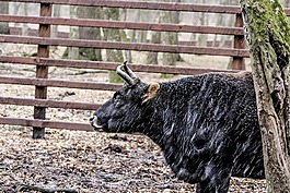 zubron,białowieża,示范储备