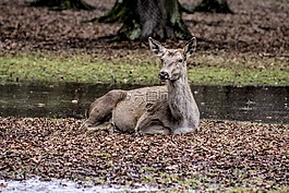 一只雌鹿,białowieża,美国能源部