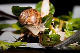 蝸牛,沙拉,?？?/>
                            </a>
                            <div   id=