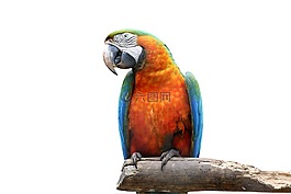 金剛鸚鵡在白色背景,鳥,多彩