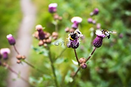 蜜蜂,夏天,熊蜂