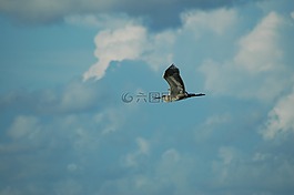 鳥,天空,鳥瞰