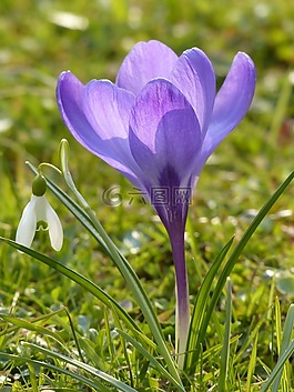 藏紅花,紫,藍(lán)色