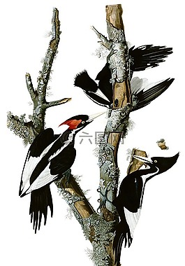 啄木鸟,先生啄木鸟,象牙啄木鸟