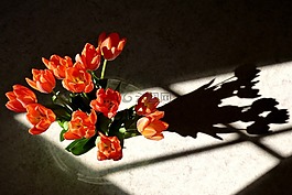 郁金香,花,影子