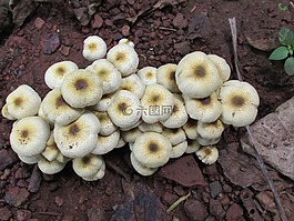 蘑菇,真菌,菌类