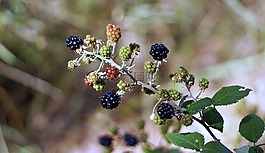 黑莓,莓果,紅色的