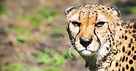 獵豹,動物醫(yī)院,大貓