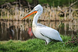 鵜,鳥,縱向