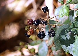 黑莓,莓果,紅色的