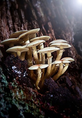 蘑菇,樹,森林