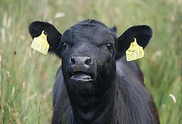 牛,牛肉,農(nóng)場(chǎng)