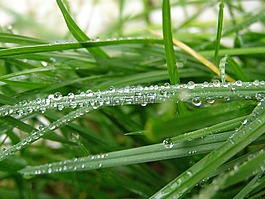 雨點(diǎn),雨,草