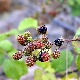 黑莓,莓果,紅色的